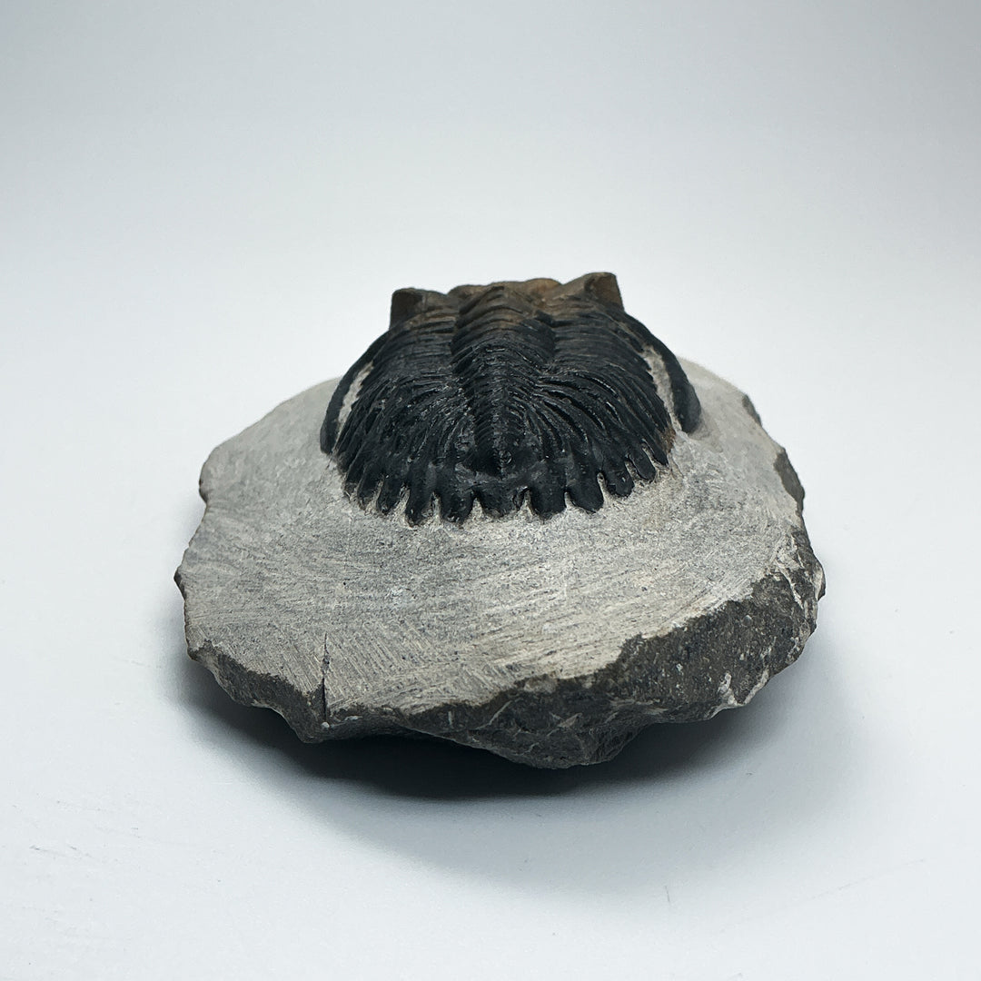 Trilobite Hollardops Fossil