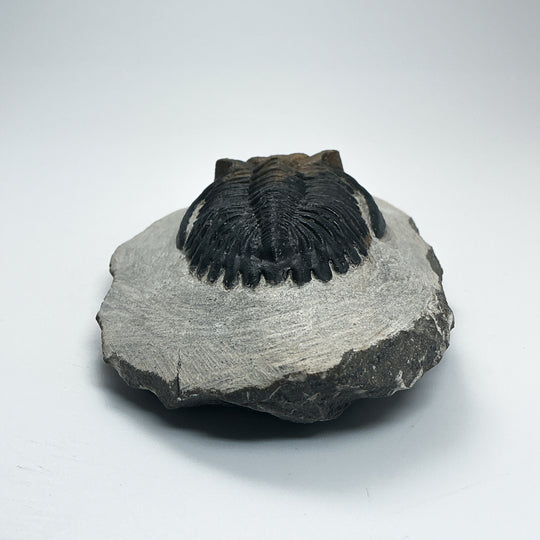 Trilobite Hollardops Fossil