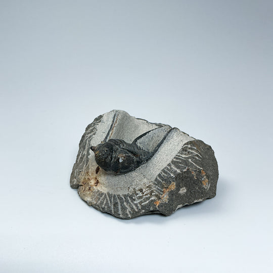 Trilobite Otarion Fossil