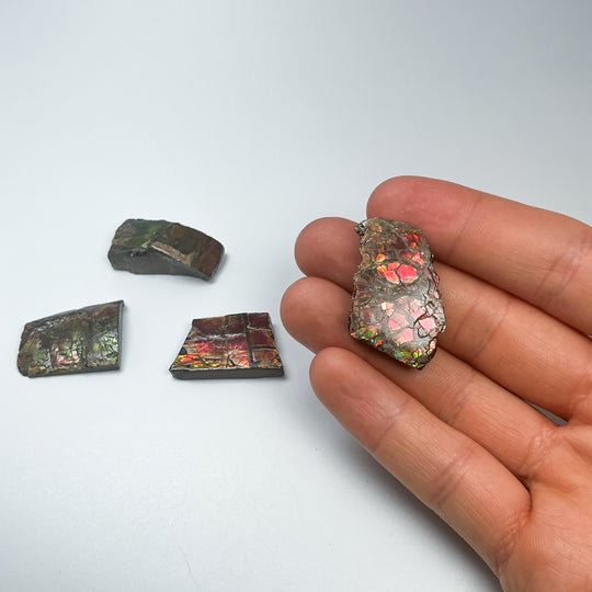 Ammolite Specimen