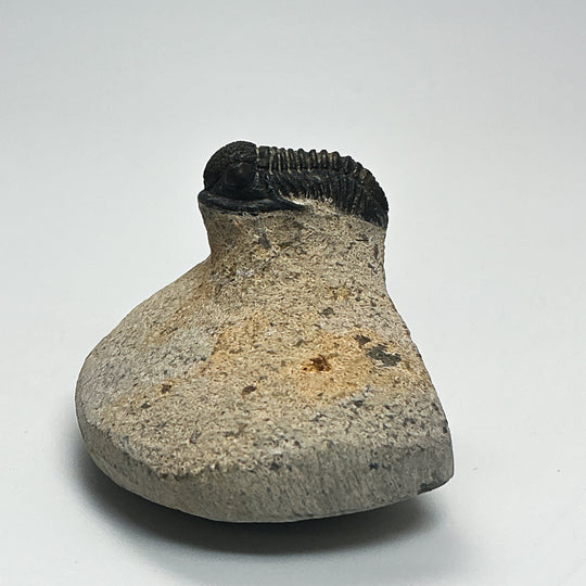 Trilobite Proetus Fossil