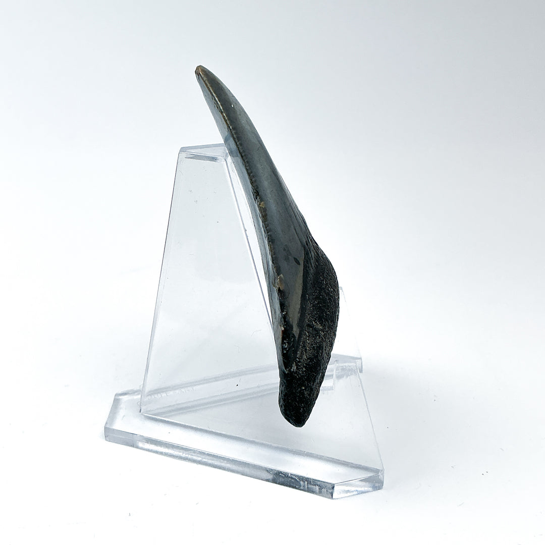 Fossilized Shark Tooth Specimen: Carcharodon Megalodon - Rocks and Gems Canada