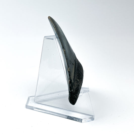 Fossilized Shark Tooth Specimen: Carcharodon Megalodon - Rocks and Gems Canada