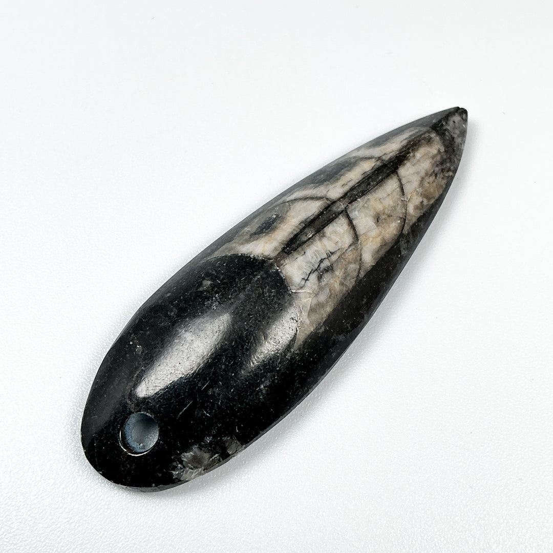 Polished Orthoceras Fossil Drilled Pendant