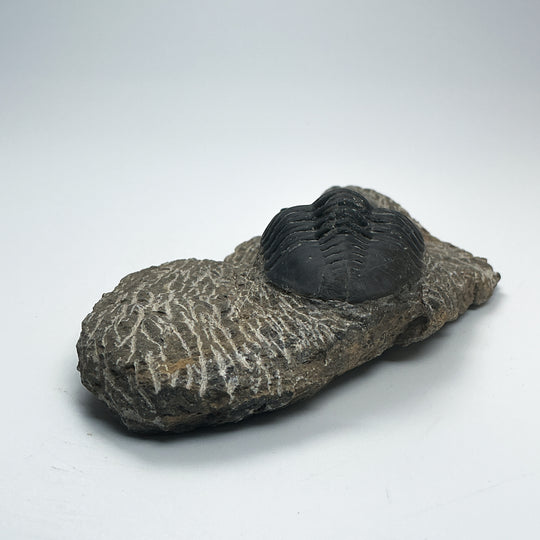 Trilobite Moroccanite Fossil