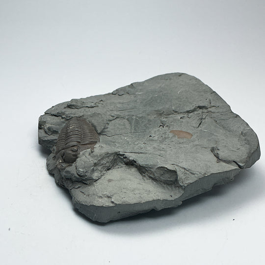 Trilobite Flexicalymene Fossil