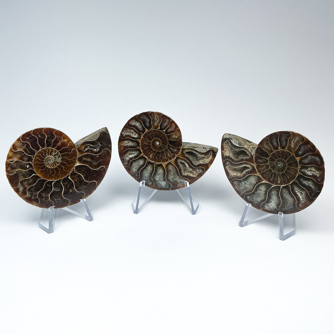 Chambered Ammonite