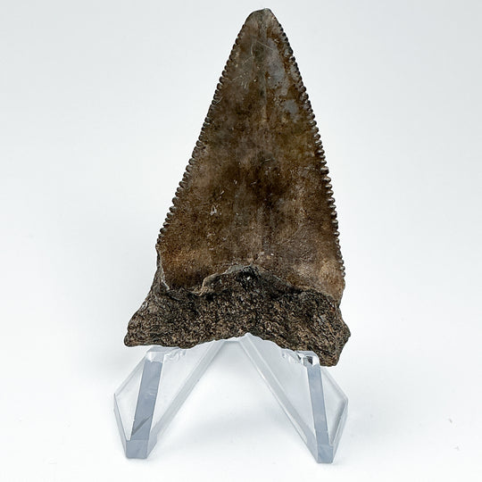 Fossilized Shark Tooth Specimen: Great White Shark