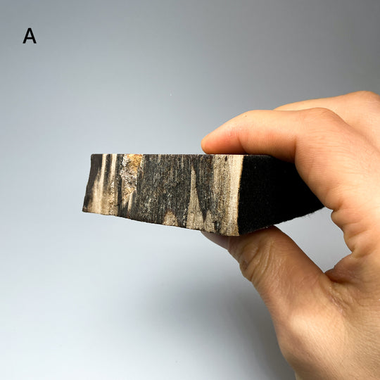 Petrified Wood Stand Up