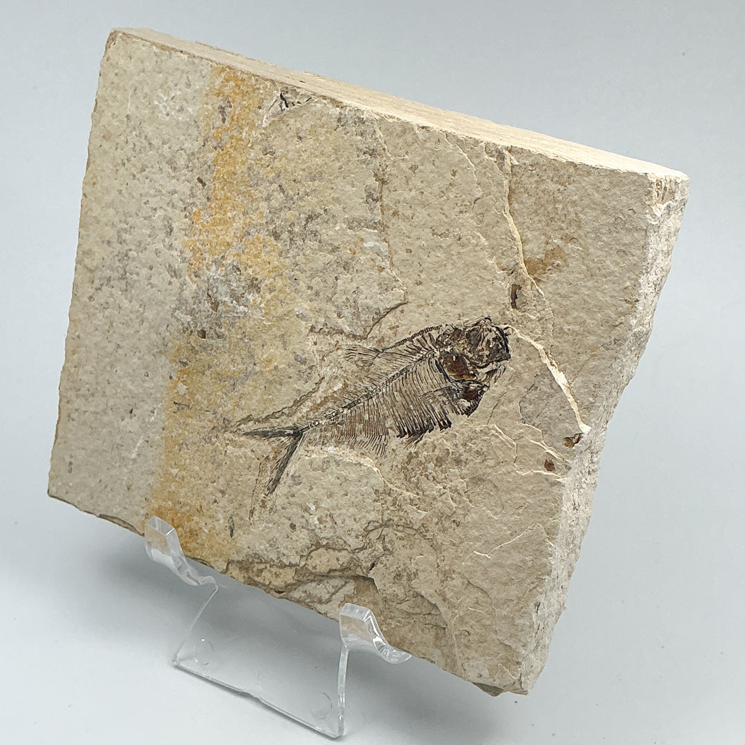 Fish Fossil