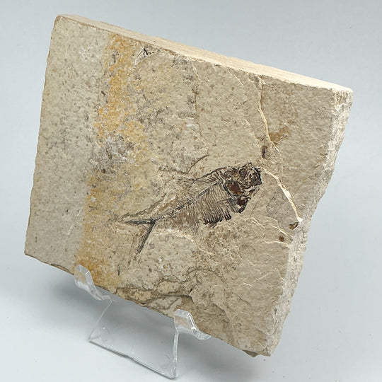 Fish Fossil