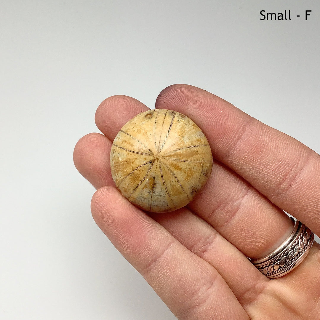 Sea Urchin Fossil - Rocks and Gems Canada