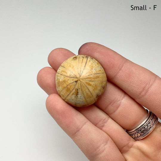 Sea Urchin Fossil - Rocks and Gems Canada
