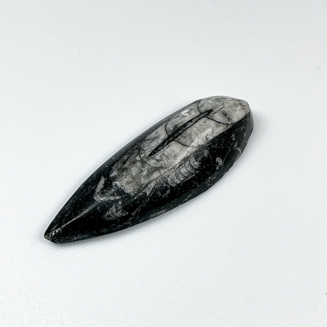 Mini Polished Orthoceras Fossil