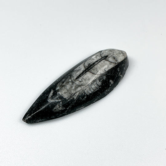Mini Polished Orthoceras Fossil