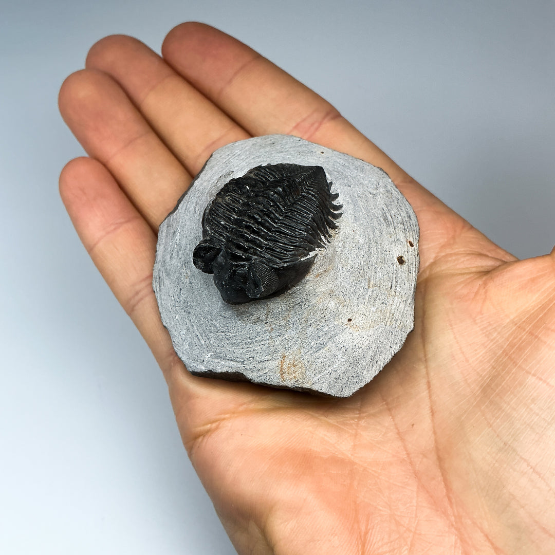 Trilobite Coltranea Fossil