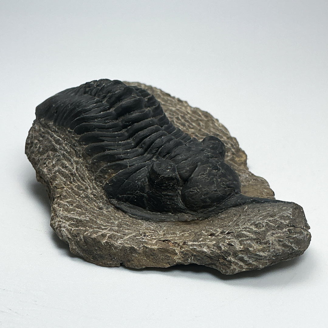 Trilobite Moroccanite Fossil
