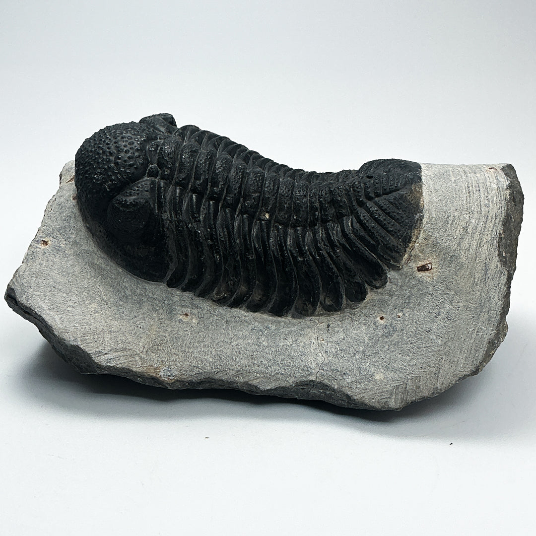 Trilobite Phacops Fossil