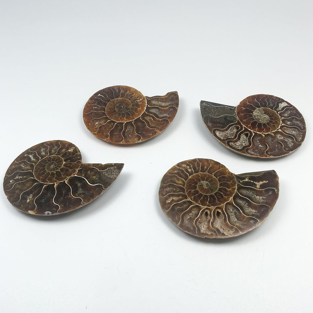 Chambered Ammonite