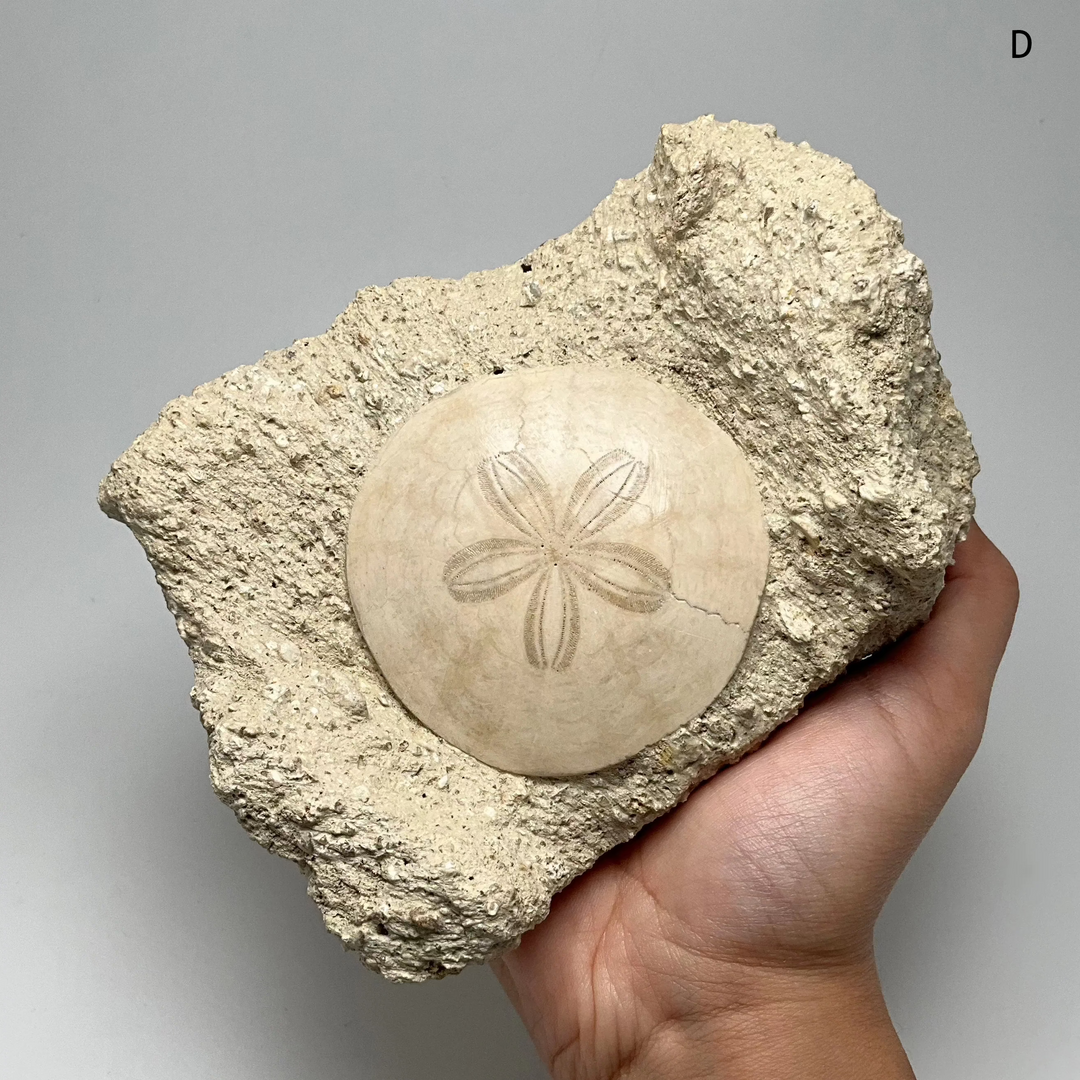 Sand Dollar Fossil in Matrix - Rocks and Gems Canada