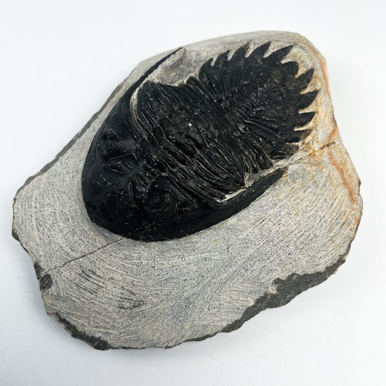 Trilobite Hollardops Fossil