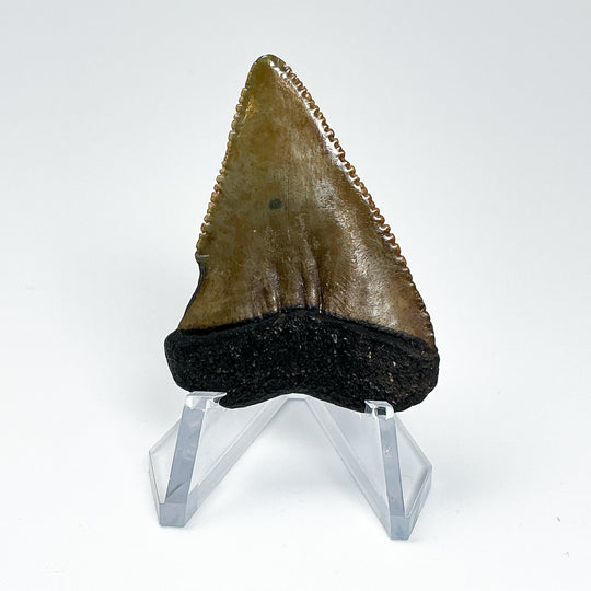 Fossilized Shark Tooth Specimen: Great White Shark