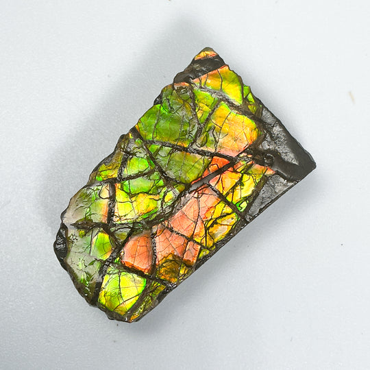 Ammolite Specimen