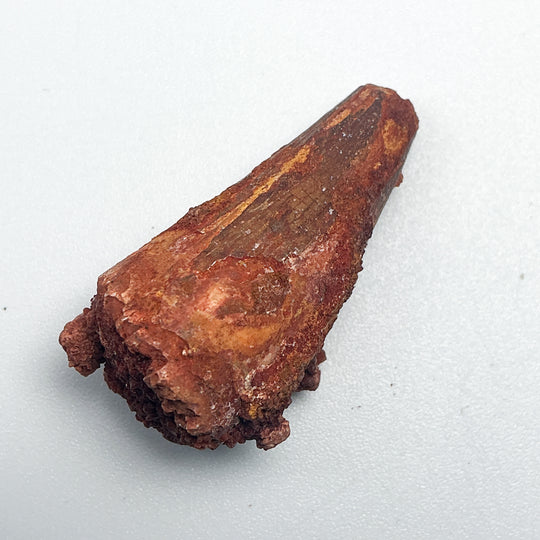 Fossilized Spinosaurus Tooth Specimen