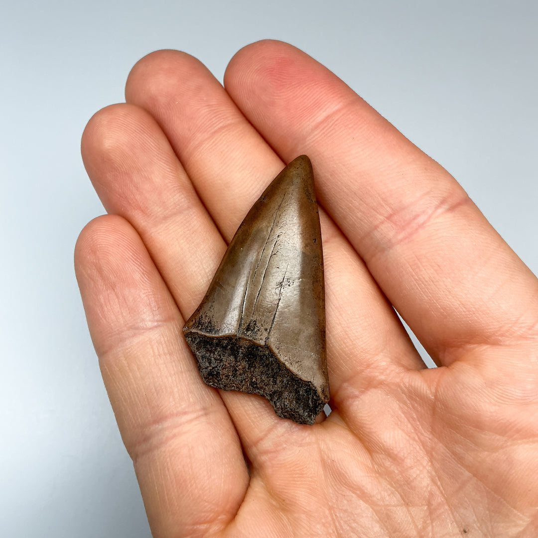 Fossilized Shark Tooth Specimen: Great White Shark