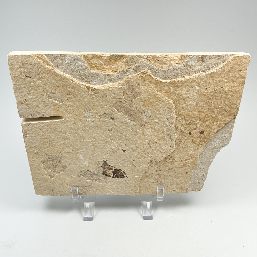 Fish Fossil