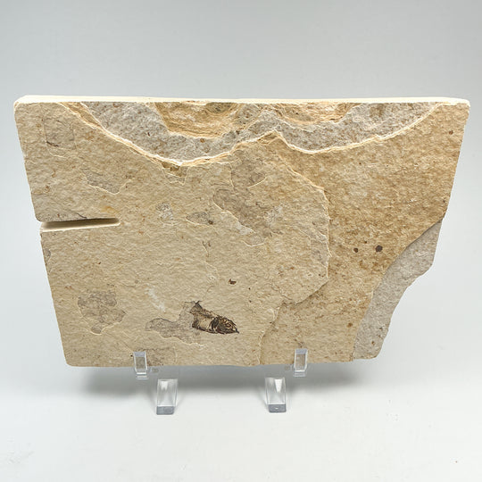 Fish Fossil