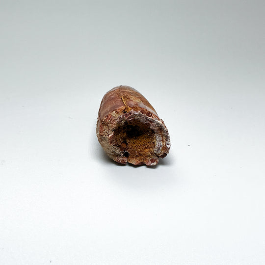Fossilized Spinosaurus Tooth Specimen