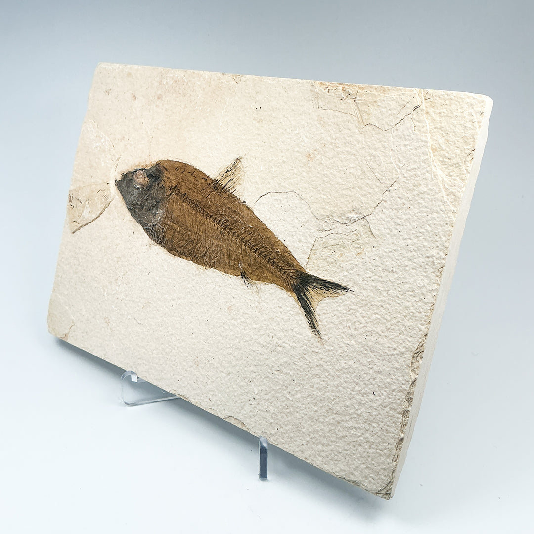 Fish Fossil - Rocks and Gems Canada