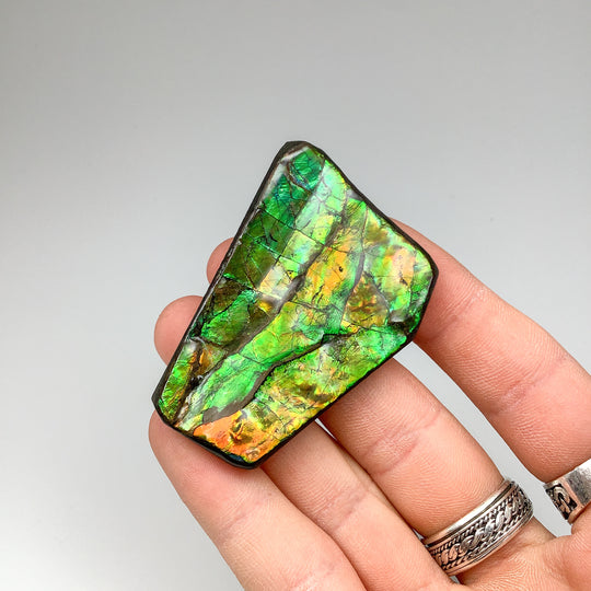 Ammolite Specimen - Rocks and Gems Canada