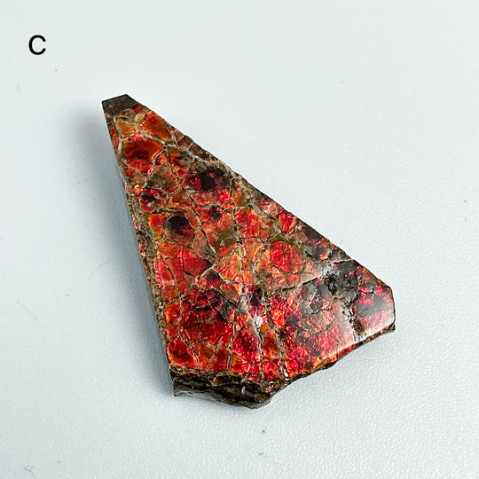 Ammolite Specimen