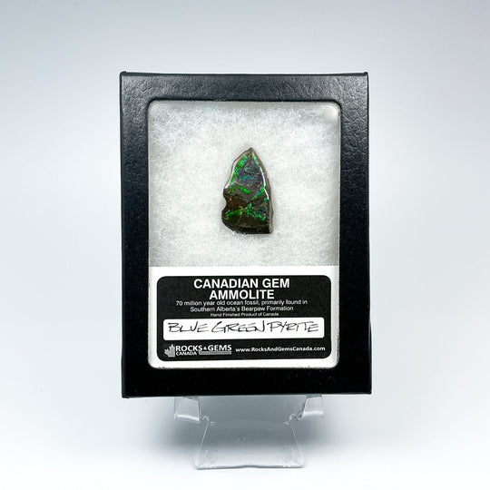 Ammolite Gem with Display Box - Rocks and Gems Canada