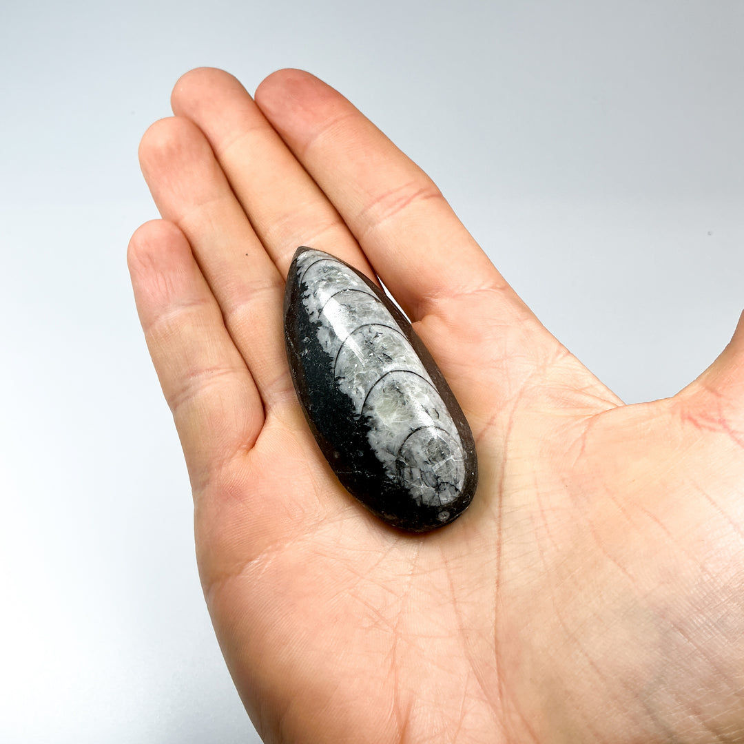 Polished Orthoceras Fossil