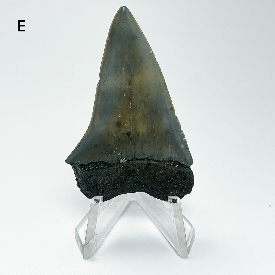 Fossilized Shark Tooth Specimen: Carcharodon Megalodon