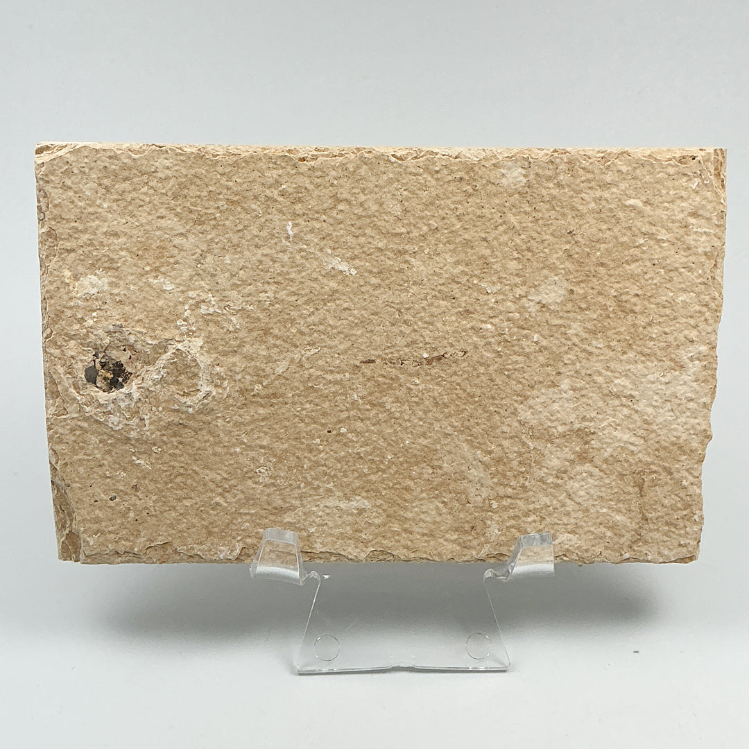 Fish Fossil