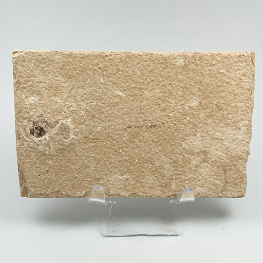 Fish Fossil