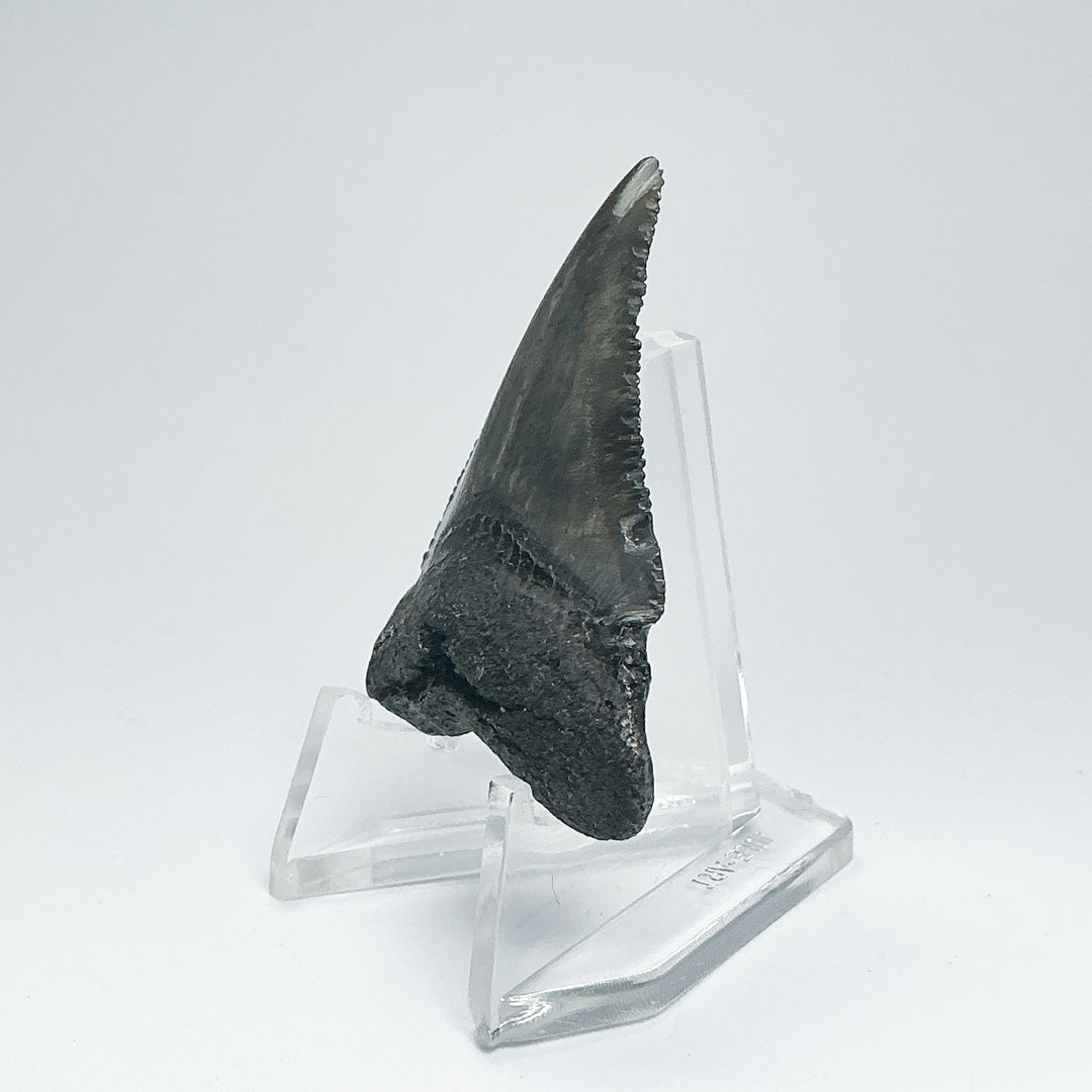 Fossilized Shark Tooth Specimen: Carcharodon Megalodon