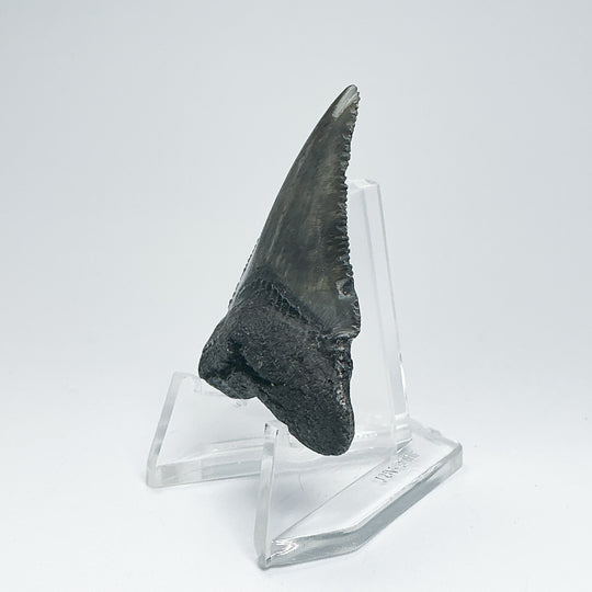 Fossilized Shark Tooth Specimen: Carcharodon Megalodon