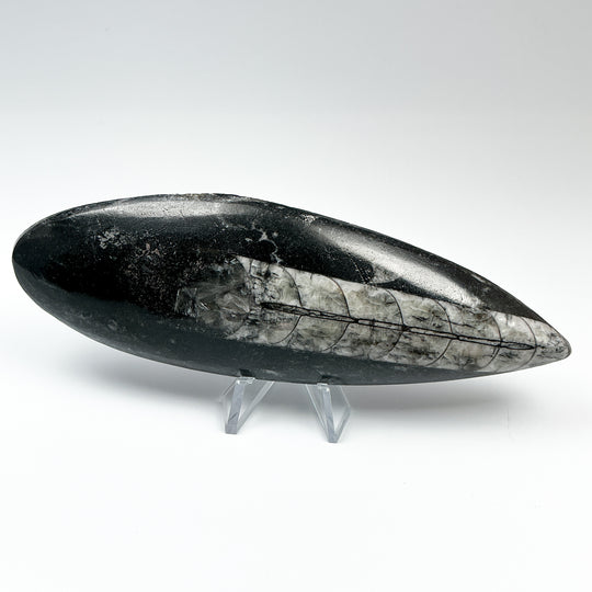 Polished Orthoceras Fossil