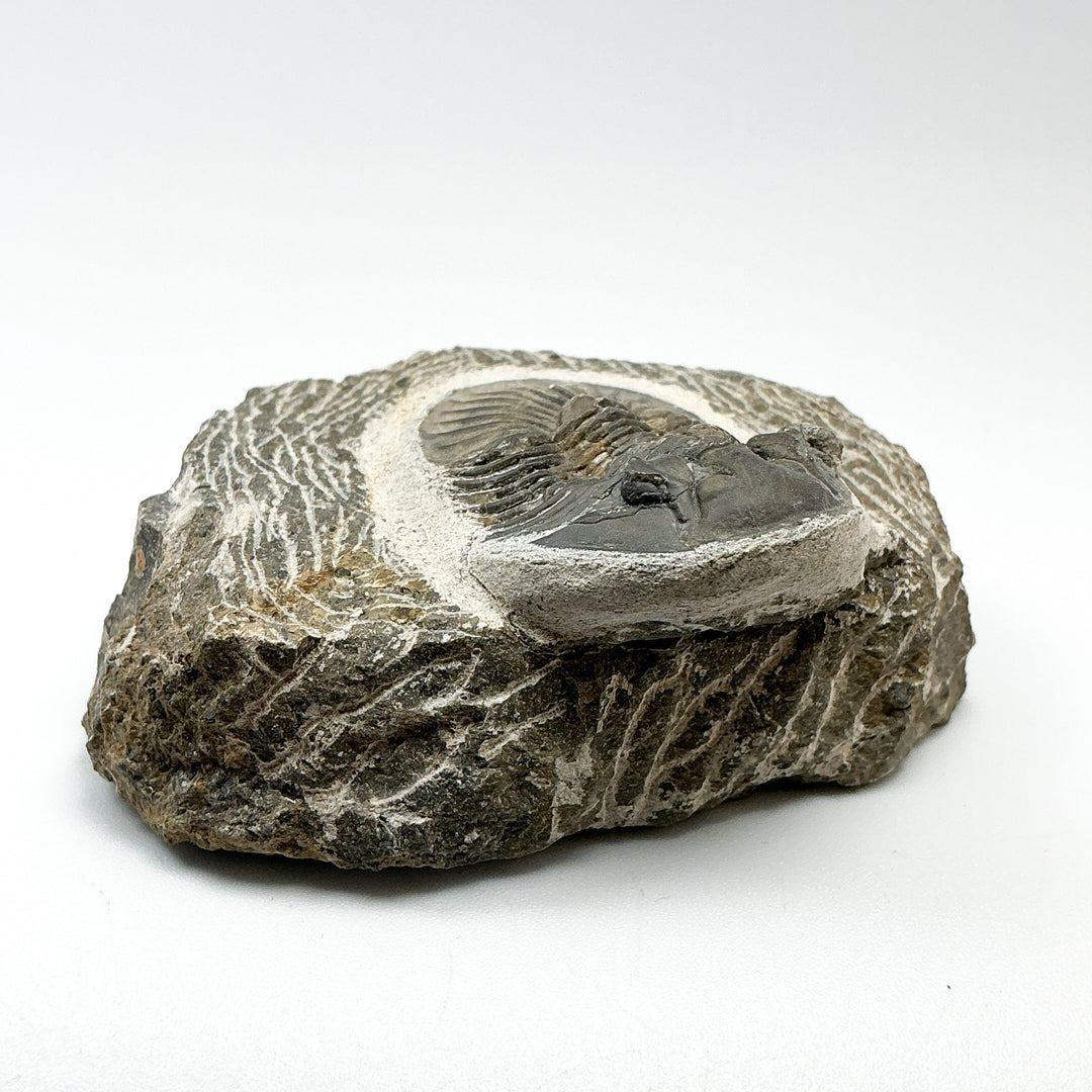 Trilobite Scutellum Fossil