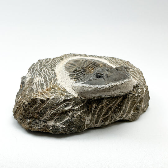 Trilobite Scutellum Fossil
