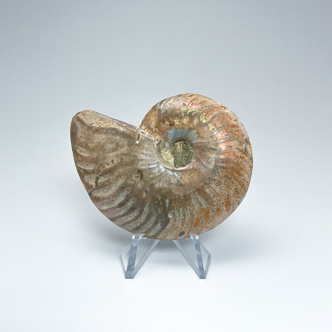 Chambered Ammonite