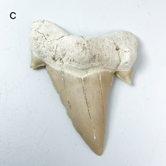 Fossilized Otodus/Lamna Shark Tooth Specimen