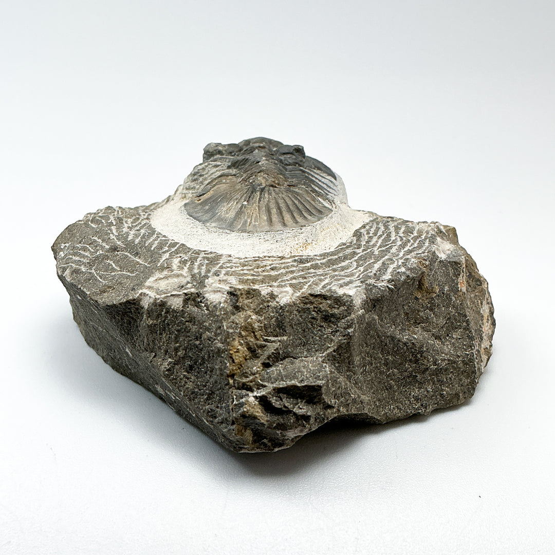 Trilobite Scutellum Fossil