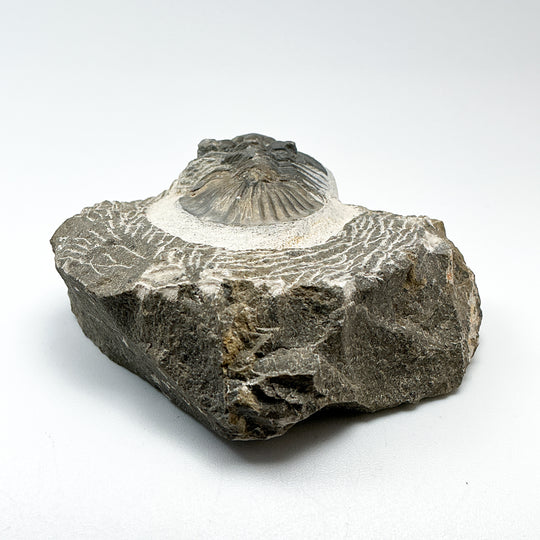 Trilobite Scutellum Fossil