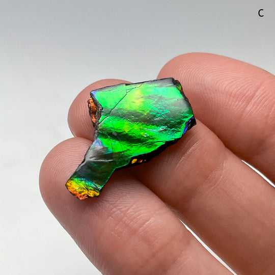 Ammolite Specimen